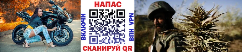 Канабис планчик Аркадак